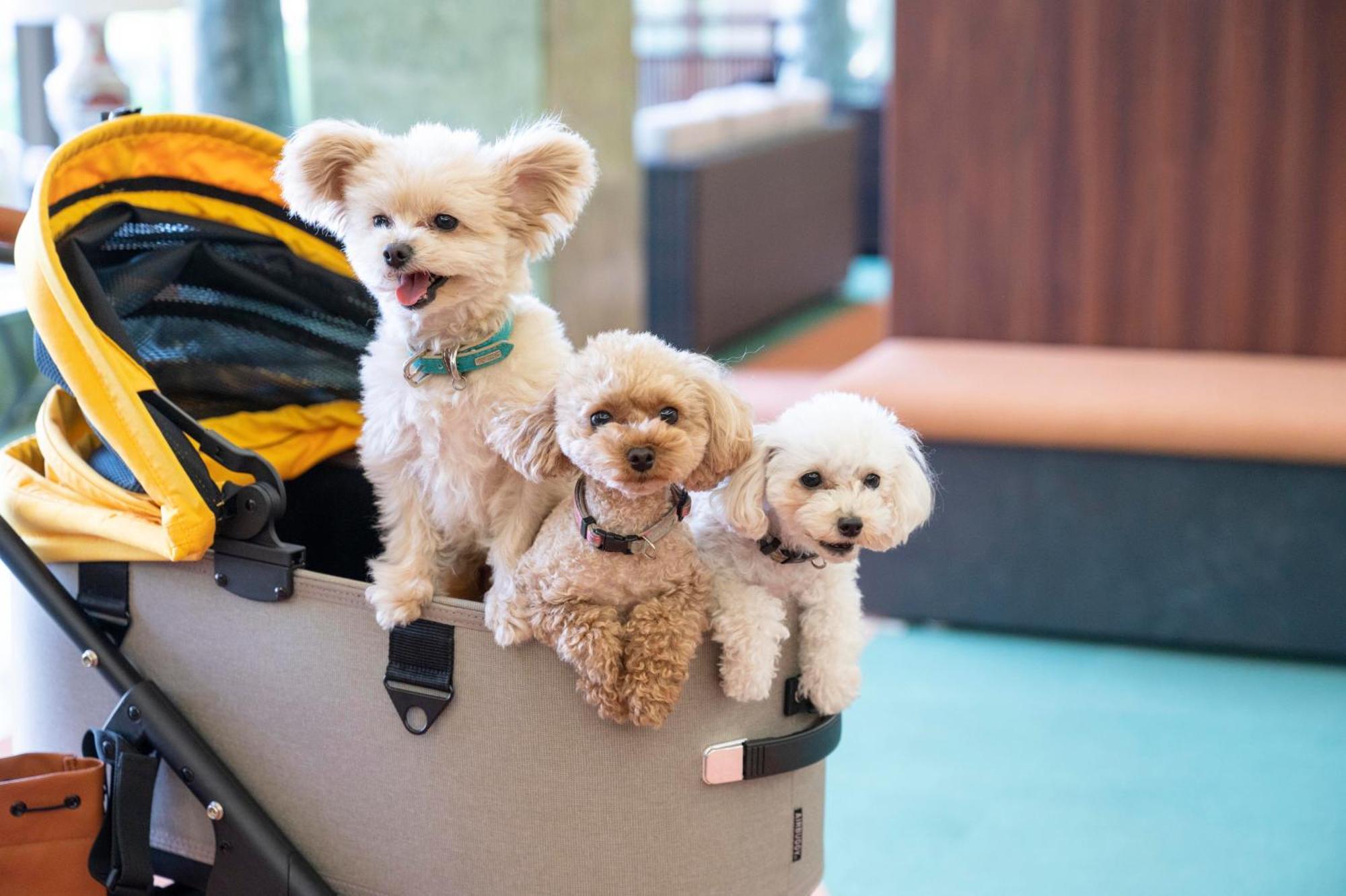Izumigo Lake Hamana Dog Paradise Hotel Hamamatsu Exterior foto